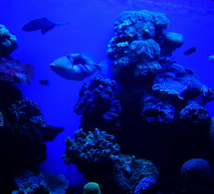 Sehr schön, als wäre man selber tauchen würde.