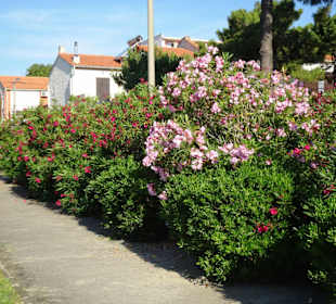 Wanderung an der Strandpromenade