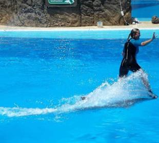 Delphinshow im Palmitos Park