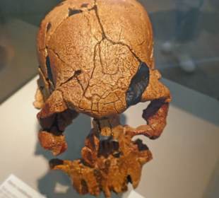 Ein anderer Schädel aus grauer Vorzeit