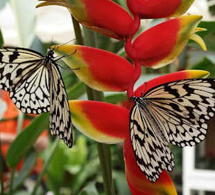 Weisse Baumnymphe, Südostasien