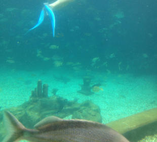 Disney's Typhoon Lagoon
