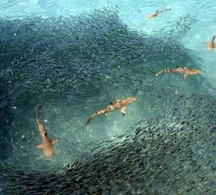 Babyhaie in der Lagune