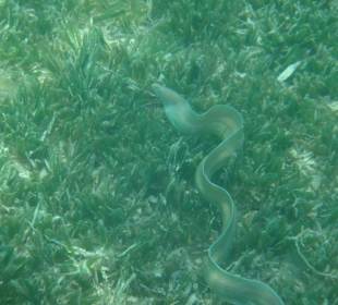 Muräne in der Soma Bay