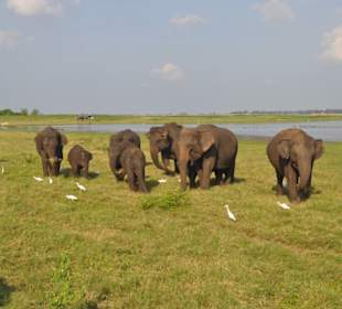 Kaudulla Nationalpark 