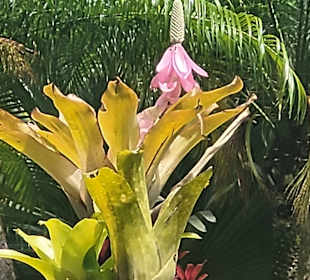 Schöne Pflanzenwelt