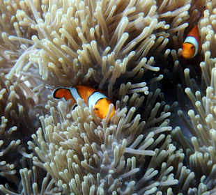 Under water