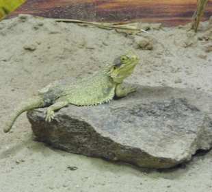 WP LH Herbst Impression