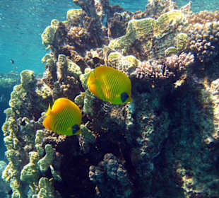 Maskenfalterfische am Hausriff Süd