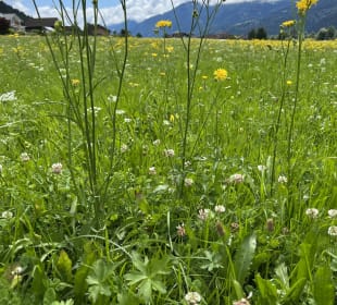 Wandern Kirchbach