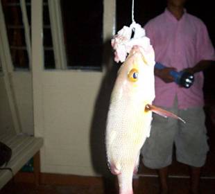 Jackfisch
