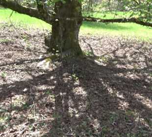 Rundweg am Beutenlay