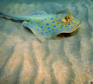 Blaupunkt-Stechrochen