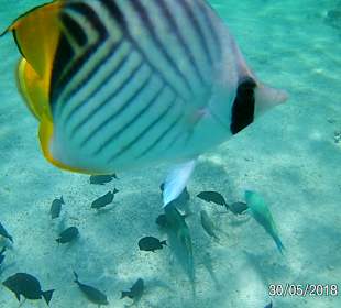 Schnorcheln Sahl Hasheesh