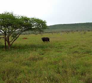 Sarova Salt Lick Game Lodge