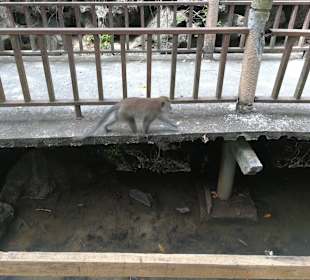 Mangroventour Peter Höfinger