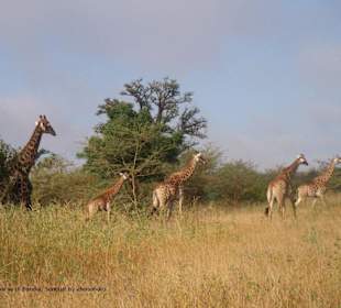 La riserva di Bandia