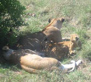 Löwe Familie in der Masai-Mara