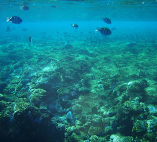 Korallenriff vorm Strand