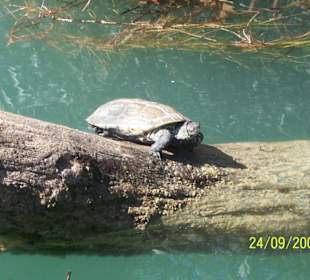 Süßwasserschildkröte