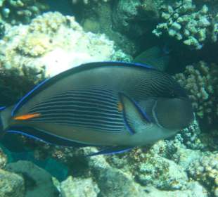 Fische am "Hausriff"