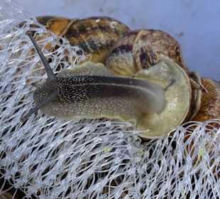 Wirklich frisch? Keine Frage!