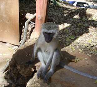 Vom Begrüßungskomittee