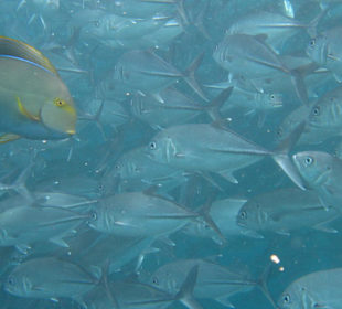 Makrelenschwarm am Tauchspot Liberty