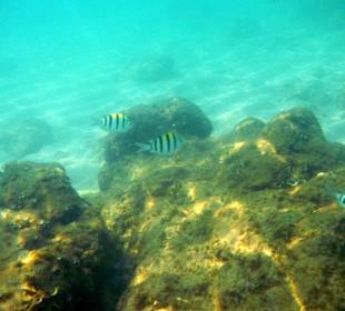 Unterwasserwelt im Meer vor dem Rummana Boutique Resort