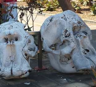 Eingangsbereich mit Schädel