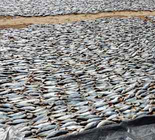 Fisch wird getrocknet