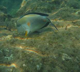 Unterwasseraufnahme am Hausriff