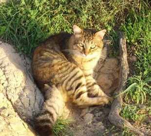 Der Dicke frisst gerne Wurst