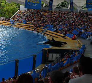 Orca Ocean Show