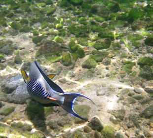 Schnorcheln am Hausriff