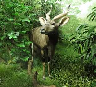 Dioramen aus Afrika im Übersee-Museum