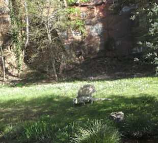 Gartenschau