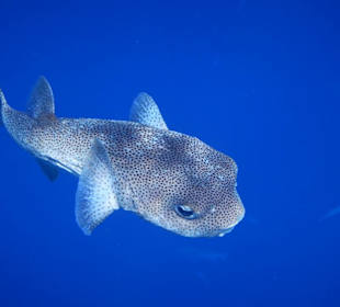 Schnorcheln Marsa Alam