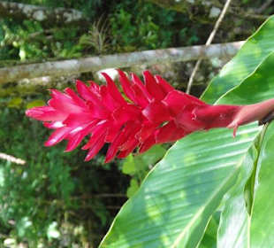 Dschungel Trekking Tour