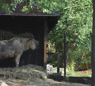 Zoo