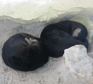 Flußotter im Clearwater Marine Aquarium