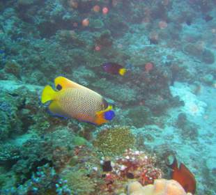 Blaukopfkaieserfisch beim Hotel Velidhu