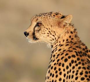 Tsavo Ost Nationalpark