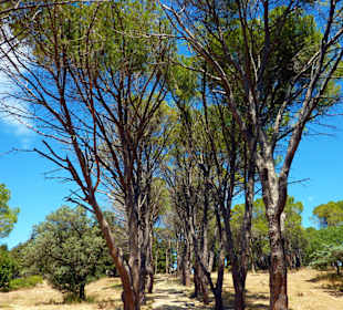 Lalissos, Panagia Filerimos