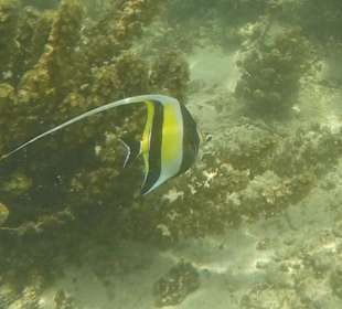 Schnorcheln 10m vorm Hotel Strand