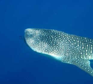 Am Hausriff  ein Walhai