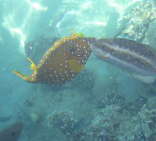 Кузовок с друзьями