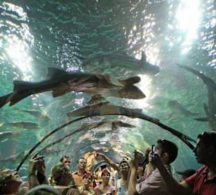 Ausflug nach Loro Parque