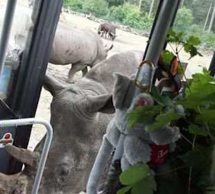 Nashorn will in den Bus einsteigen