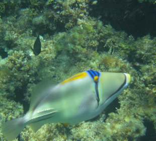 Unterwasserwelt Hausriff Arabia Beach
